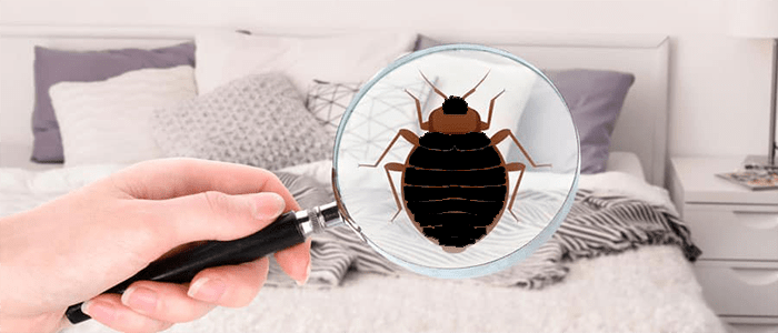 Affordable Bed Bug Control Services